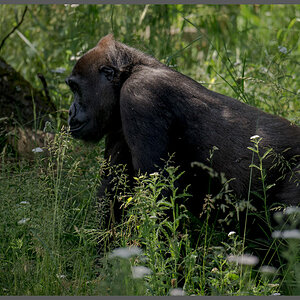 Gorilla002