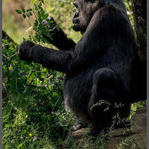 Gorilla008