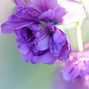 ROS 1090 Tulpen