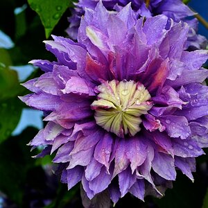 ROS 4468 Clematis