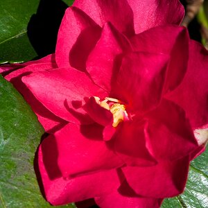 ROS 4831 Kamelie rot