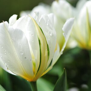 ROS 5654 Tulpen