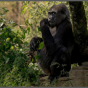 Gorilla005