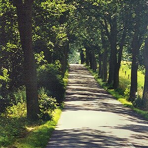 Alte Allee auf Usedom