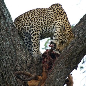 ROS 2800 Leopard mit Beute auf einem Baum