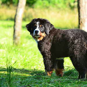 DSC 1648 Berner Sennwelpe