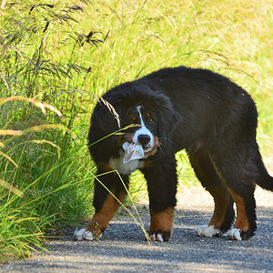 DSC 1646 Berner Sennwelpe