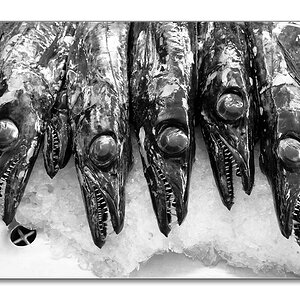 sw Degenfisch