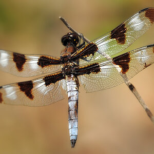 DSC 5651 Twelve Spot Skimmer 1000