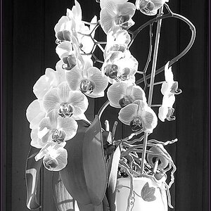 SW018 Orchidee