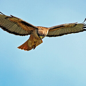 DSC 9123 Red Tailed Hawk 1000
