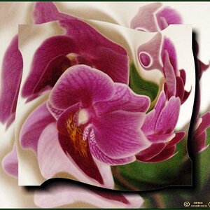 FP011 Malerische Orchidee