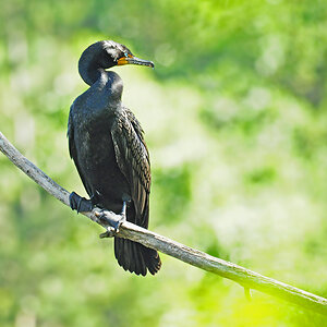 DSC 9476 Kormoran 1000