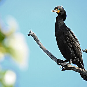 DSC 9488 Kormoran 1000
