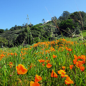 DSC 9520 Mt. Diablo 1000