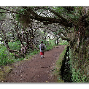 nff Levada4