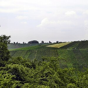 Rebflächen nach der Flurbereinigung im Remstal