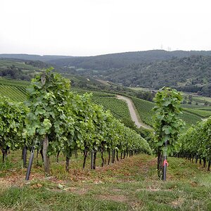 Remstal Weinanbau Schnait
