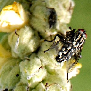 Silberfliege