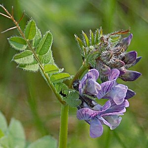 Wald Wicke mit Besucher