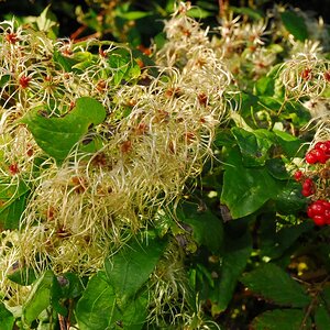 Von der Frucht zum Samen