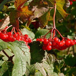 Vogelbeeren