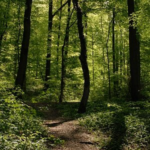 Waldpfad