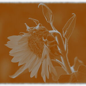 Sonnenblume