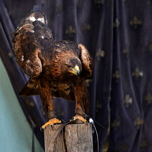 Steinadler 'Sky'