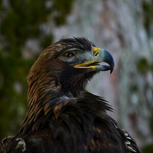 Steinadler 'Sky'