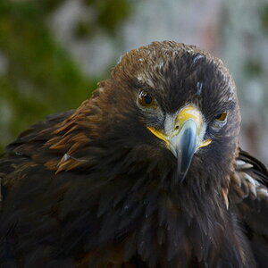 Steinadler 'Sky'