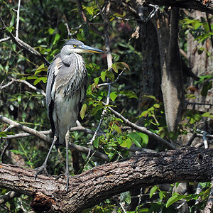 DSC 4225 Reiher 1000