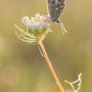 DSC 7125NFF