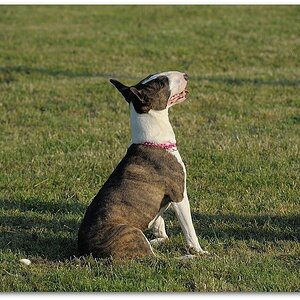 140702 HuPl 229,
Hundeplatz, 20140702
D700 70-200/2,8 II