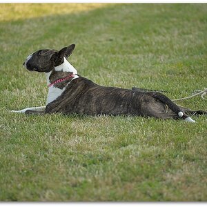 140702 HuPl 240,
Hundeplatz, 20140702
D700 70-200/2,8 II