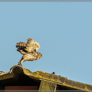 20140702 0364 [NIKON D7100] 400 mm,1 1600 Sek. bei ƒ   5,6