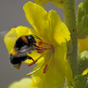 DSC 2838 Hummel 1000 1