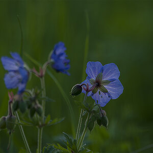 bluete 06