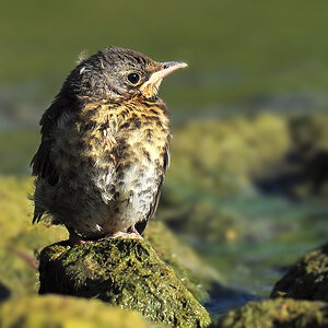 DSC 2253 Wacholderdrossel juv 1000