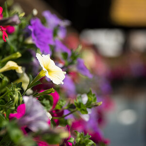 Blume Kapellbrücke