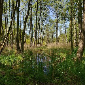 Darßwald 2014 07007