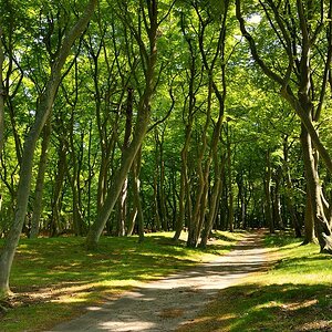 Im Darßwald 2014 07001