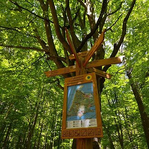 Im Darßwald Großer Stern 2014 07024