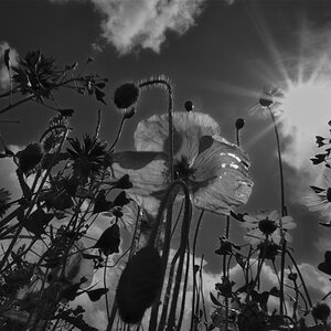 BRB OHV BotanischerGartenPankow DSC0047 140712 SW