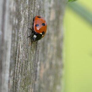 Bild LR3 .12. Juni 2014. .DSC 5637