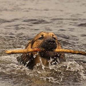 seehund