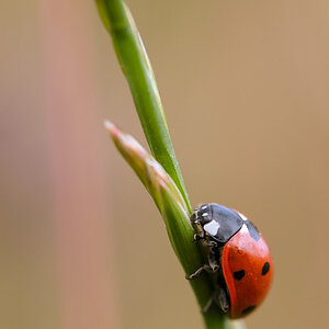 Bild LR3 .14. Juni 2014. .DSC 5843