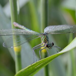 Gebänderte Prachtlibelle w 10 062014