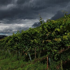 L001 Gewitterstimmung am Weinberg