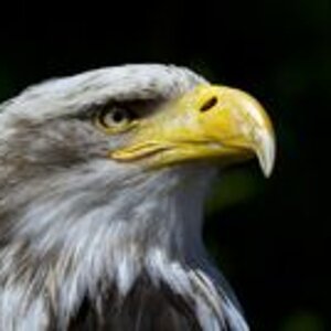 adler 9230301e 70d0 430e 8593 1124bf7a46b4